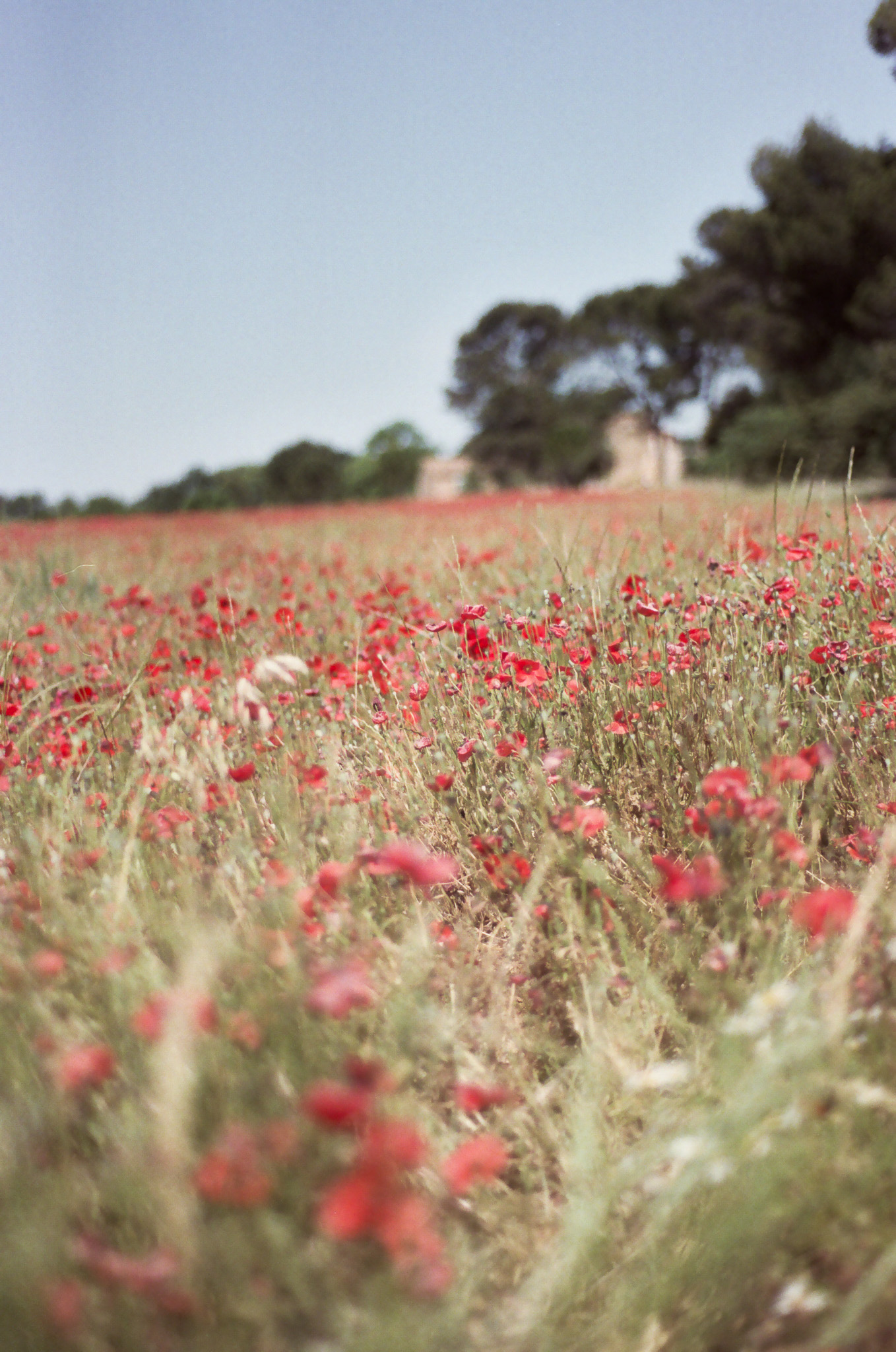 À votre jardin intérieur